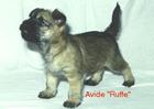 Ruffe